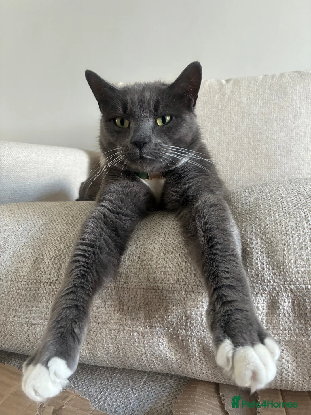 Russian Blue cats for sale: Byron  in Birmingham - Advert 1
