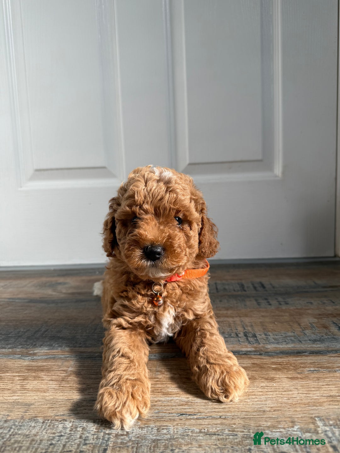 Poochon dogs for sale: Poochon puppies READY TO LEAVE 🐶  - Image 3