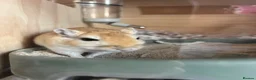 Gerbil rodents for sale: Two male Gerbils, Ronnie and Reggie in Tiverton - Advert 8