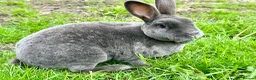 Rex rabbits for sale: 2 standard Rexes a bonded must go together  - Advert 4