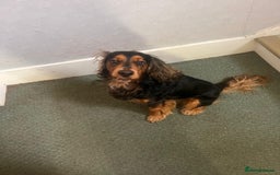 Cocker Spaniel dogs for sale: Rocky - 4.5 year old cocker spaniel - Image 6