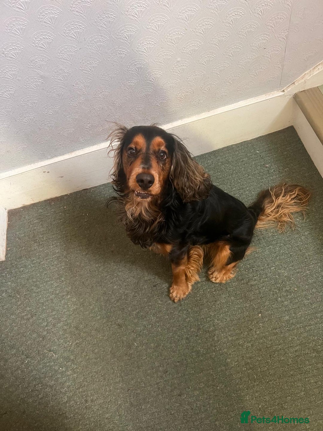 Cocker Spaniel dogs for sale: Rocky - 4.5 year old cocker spaniel - Image 6