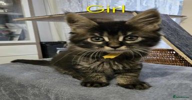 Maine Coon cats - Advert 11