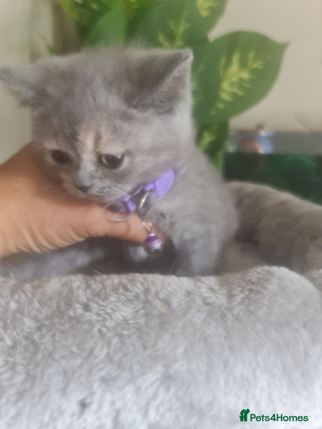 British Shorthair cats for sale: Adorable kittens  4 sweet home - Image 18