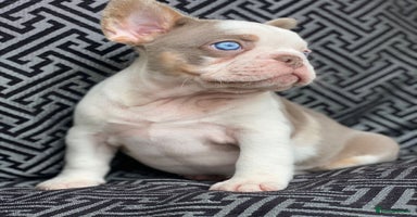 French Bulldog dogs - Advert 7
