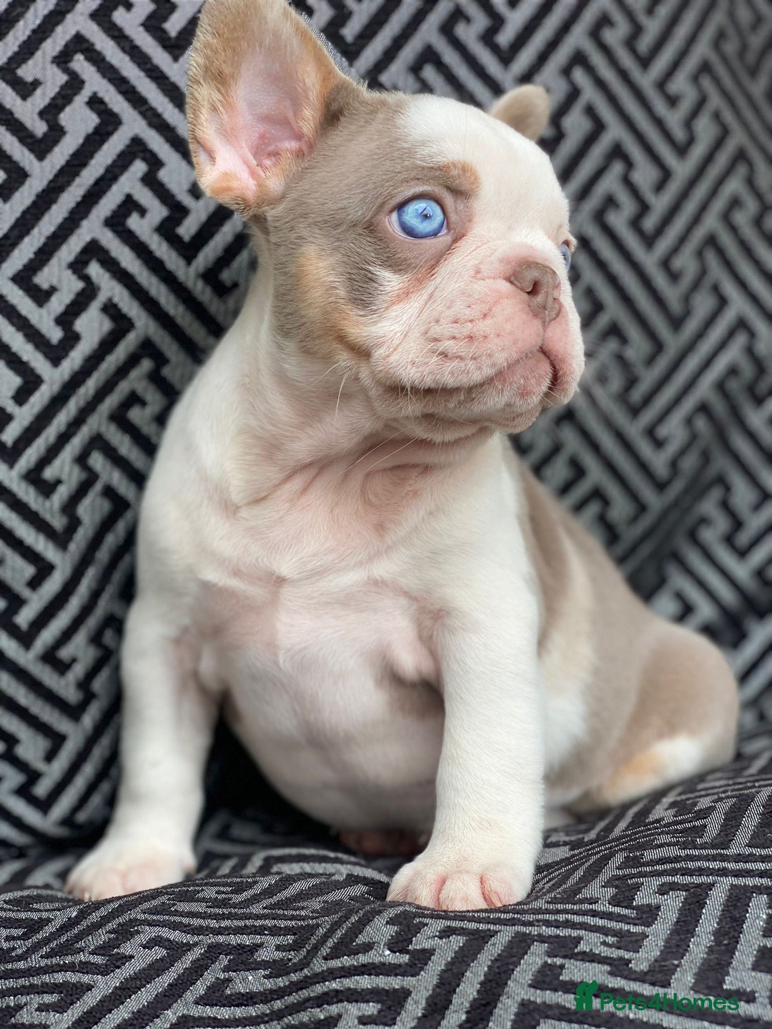 French Bulldog dogs for sale: Unique Pink/Fluffy French bulldogs READY - Image 5