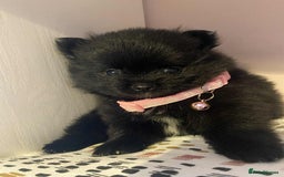 Pomeranian dogs for sale: Pomeranian puppies  - Image 23