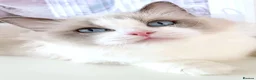 Ragdoll cats for sale: INDOOR FULL PEDIGREE 4 YEARS RAGDOLL FEMALE CAT - Advert 24