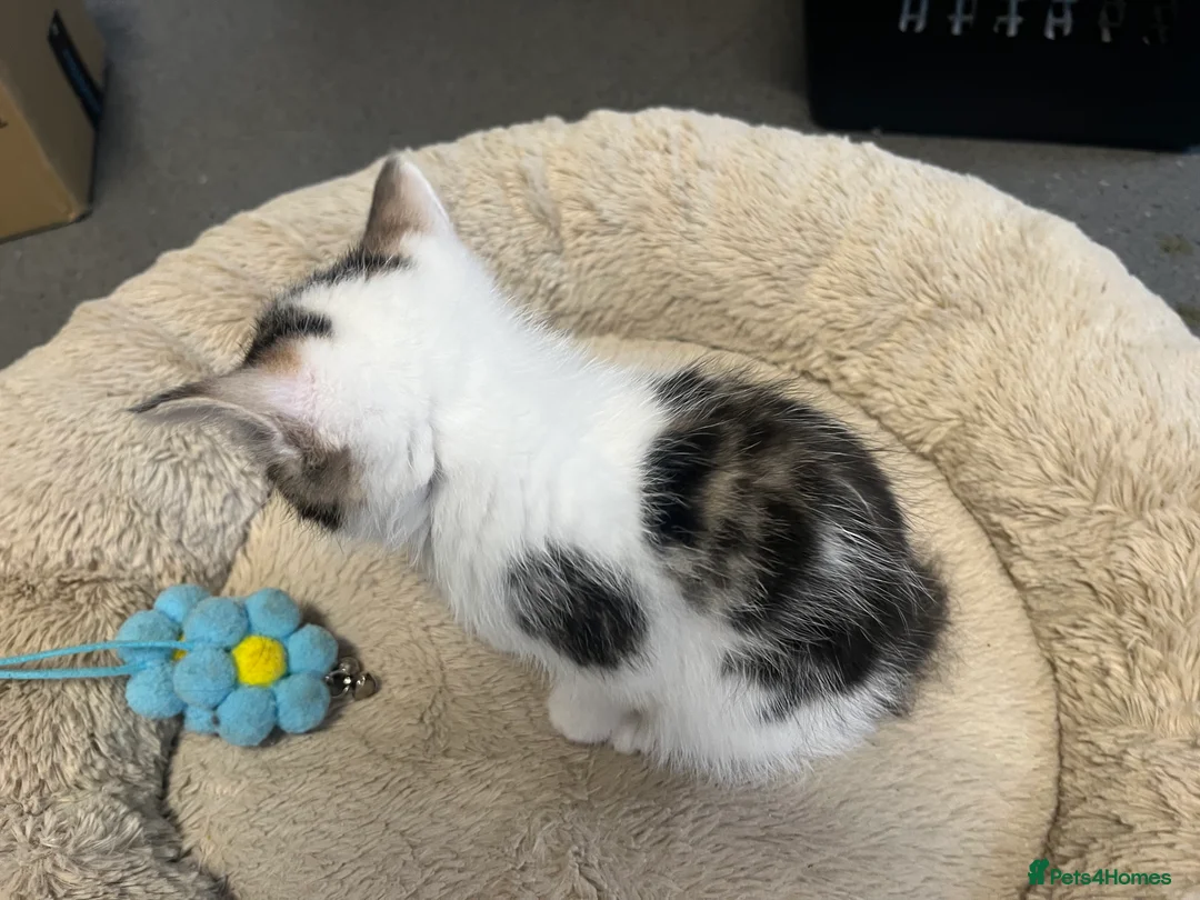 Mixed Breed cats for sale: Stunning 8 week old Mixed Breed Female kittens - Advert 14