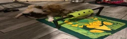 Mixed Breed dogs for sale: LHASO APSO X YORSHSIRE TERRIER PUPS  - Advert 7