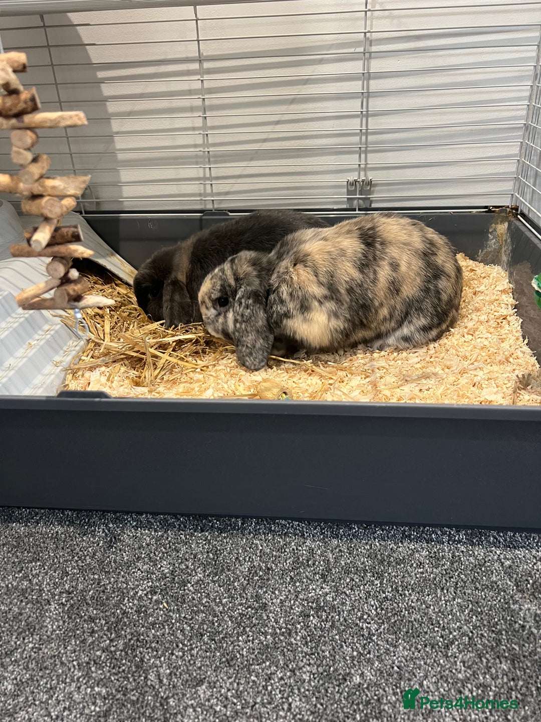 Mini Lop rabbits for sale: Two male Mini Lop Rabbits - Advert 5