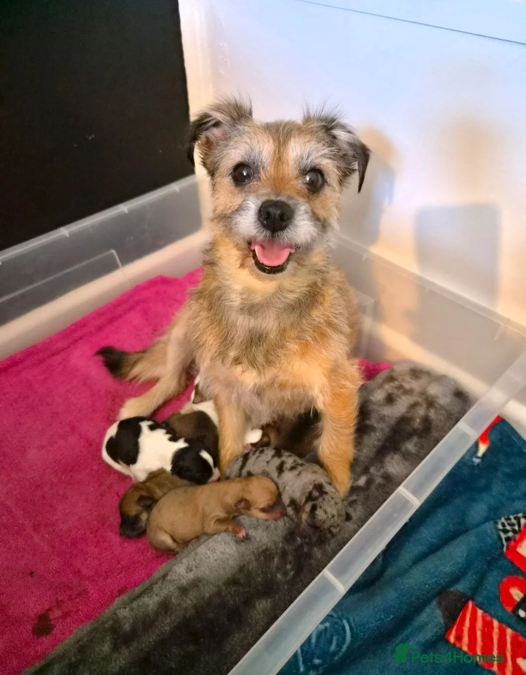 Jack Russell dogs for sale: Jack russell puppies in Emsworth - Advert 1