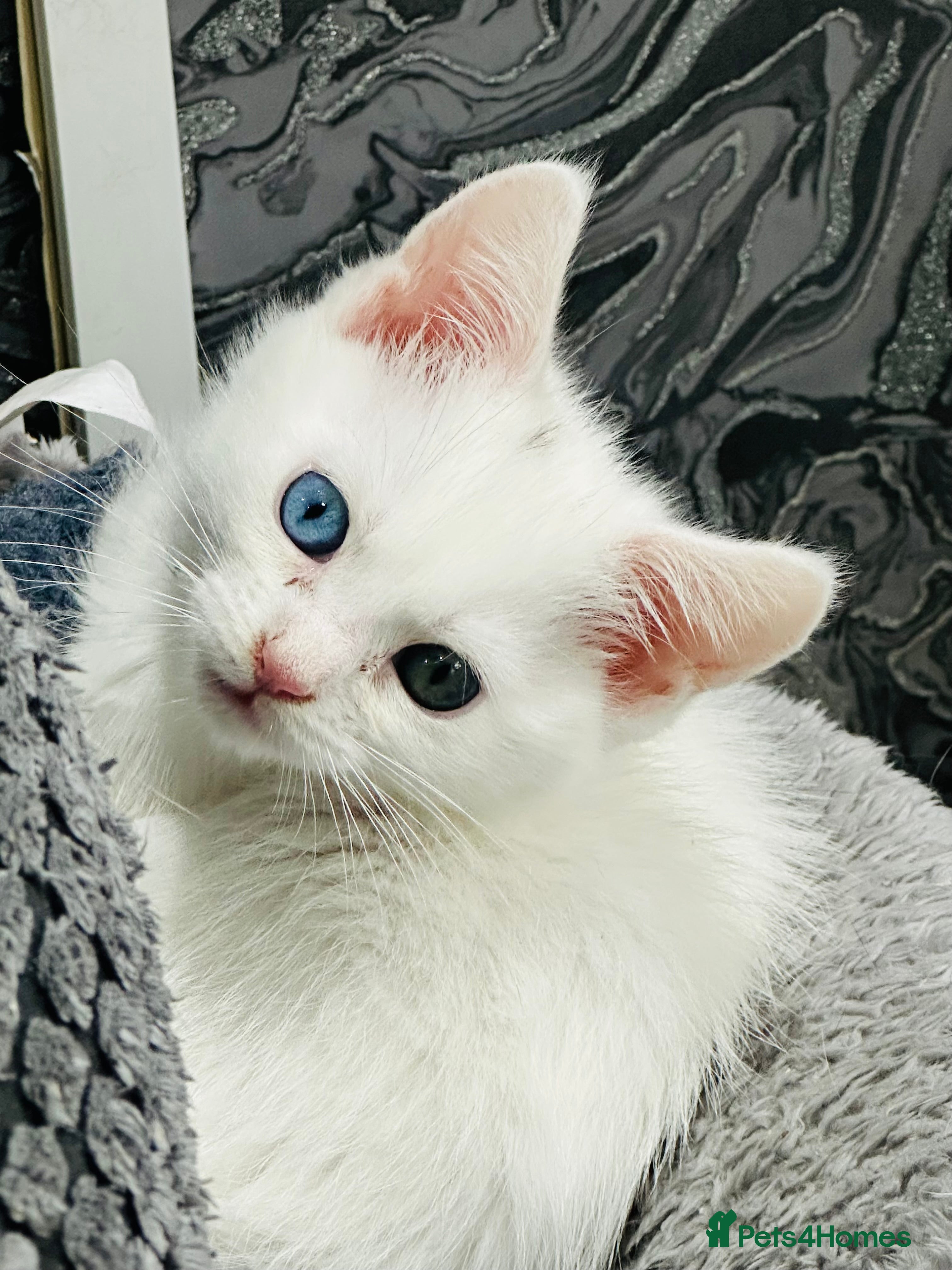 Maine Coon cats Mainecon x  - Advert 4