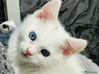 Maine Coon cats Mainecon x - Advert 4