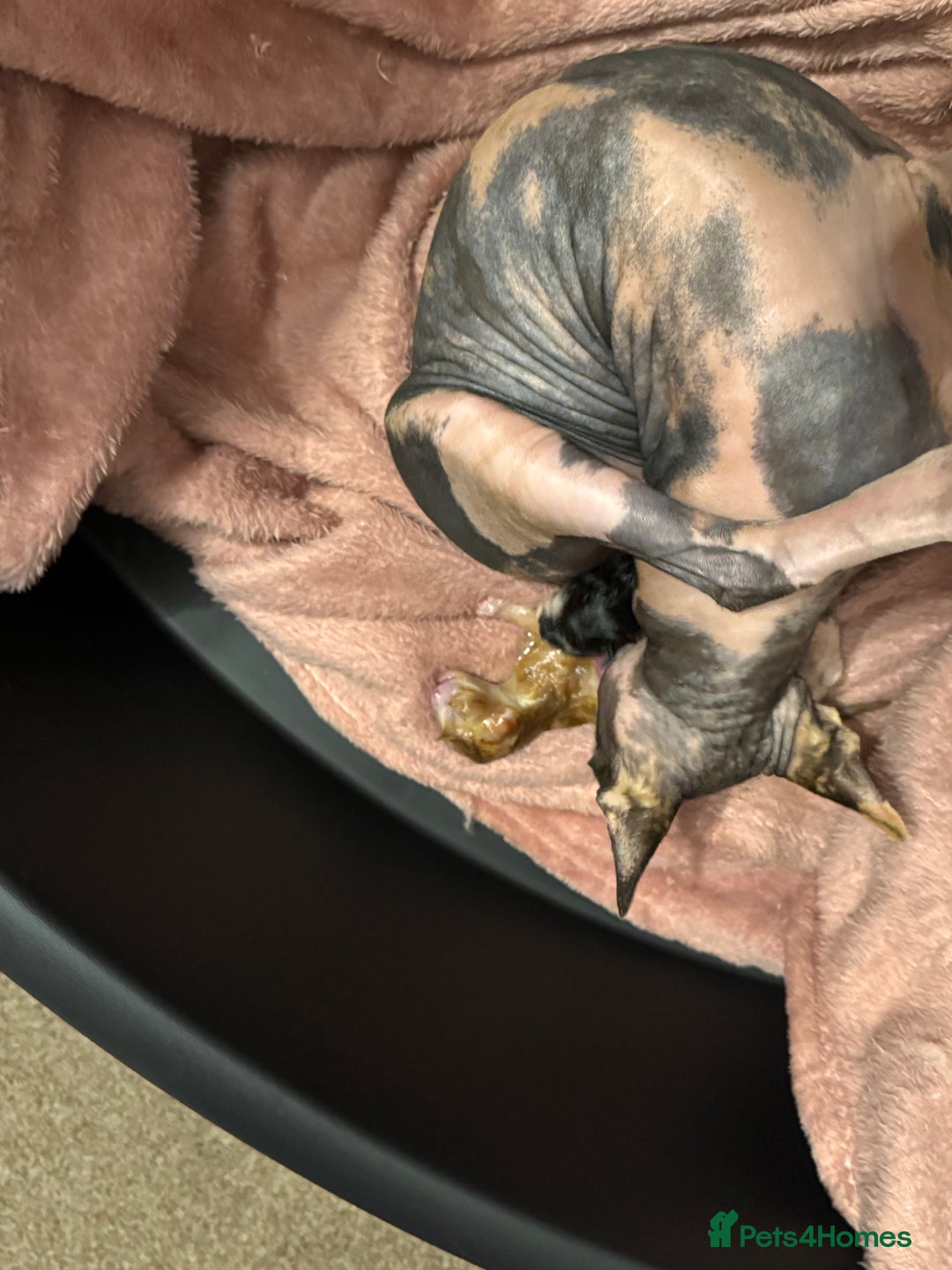 Sphynx cats for sale: Sphinx x dsh - Image 6