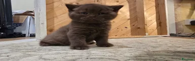 British Shorthair Kitten 1
