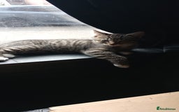 Mixed Breed cats for sale: KITTENS 2 BOYS 1 GIRL  - Image 4