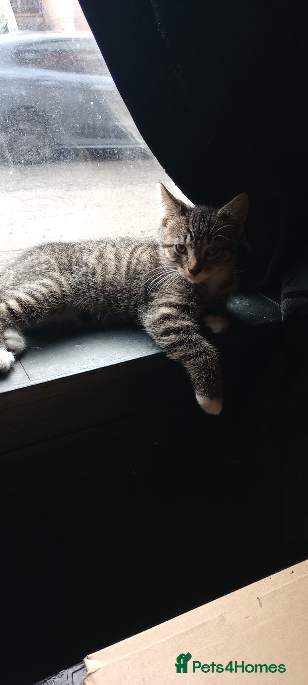Mixed Breed cats for sale: KITTENS 2 BOYS 1 GIRL  - Image 4