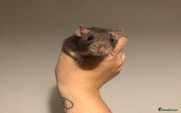 Rat rodents for sale: 3 Beautiful Friendly Female Rats  - Image 2
