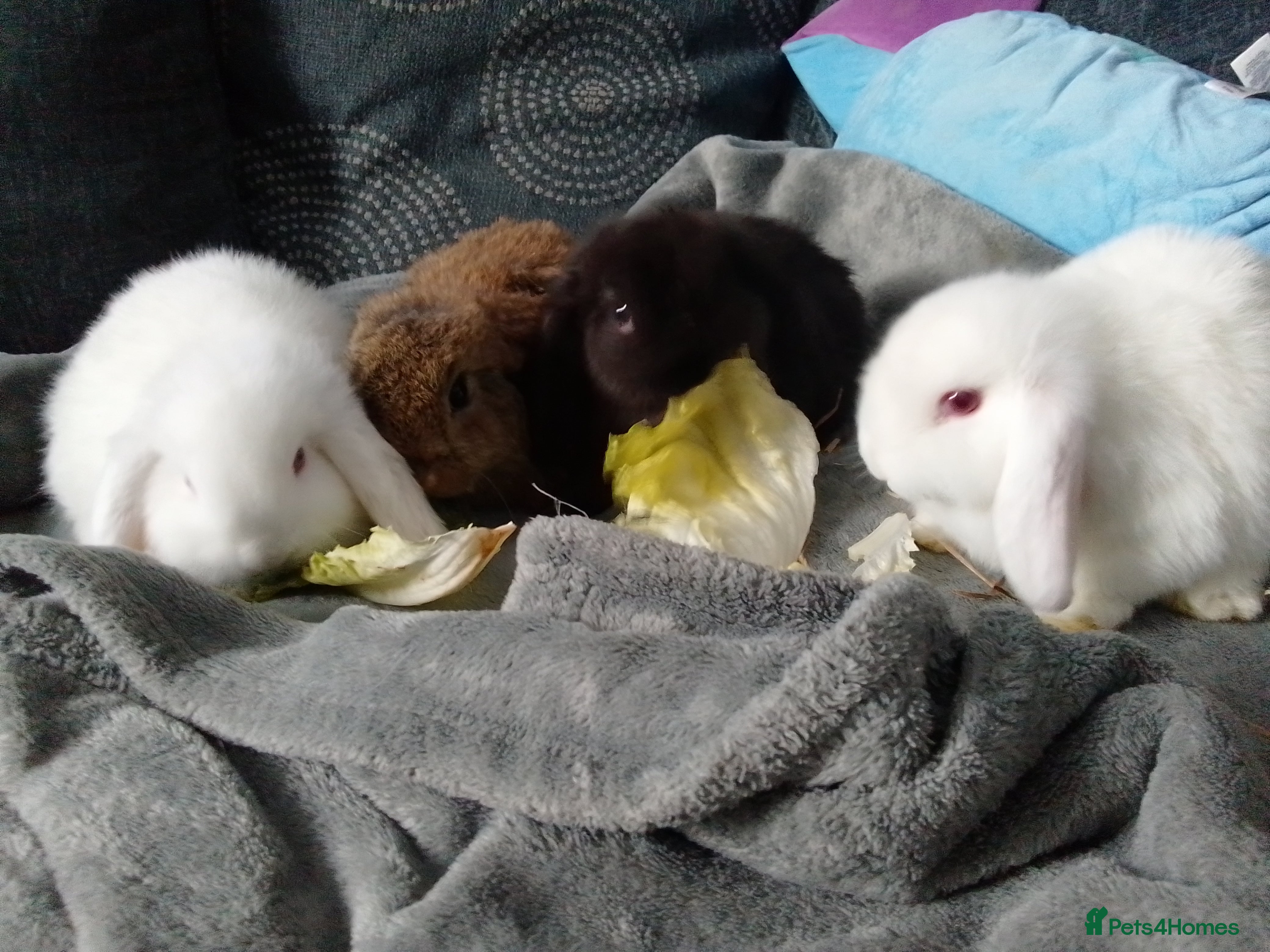 Mini Lop rabbits Beautiful Mini Lops ready to leave  - Advert 5