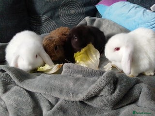 Mini Lop rabbits Beautiful Mini Lops ready to leave - Advert 9
