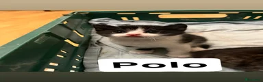 Domestic Shorthair Kitten 4