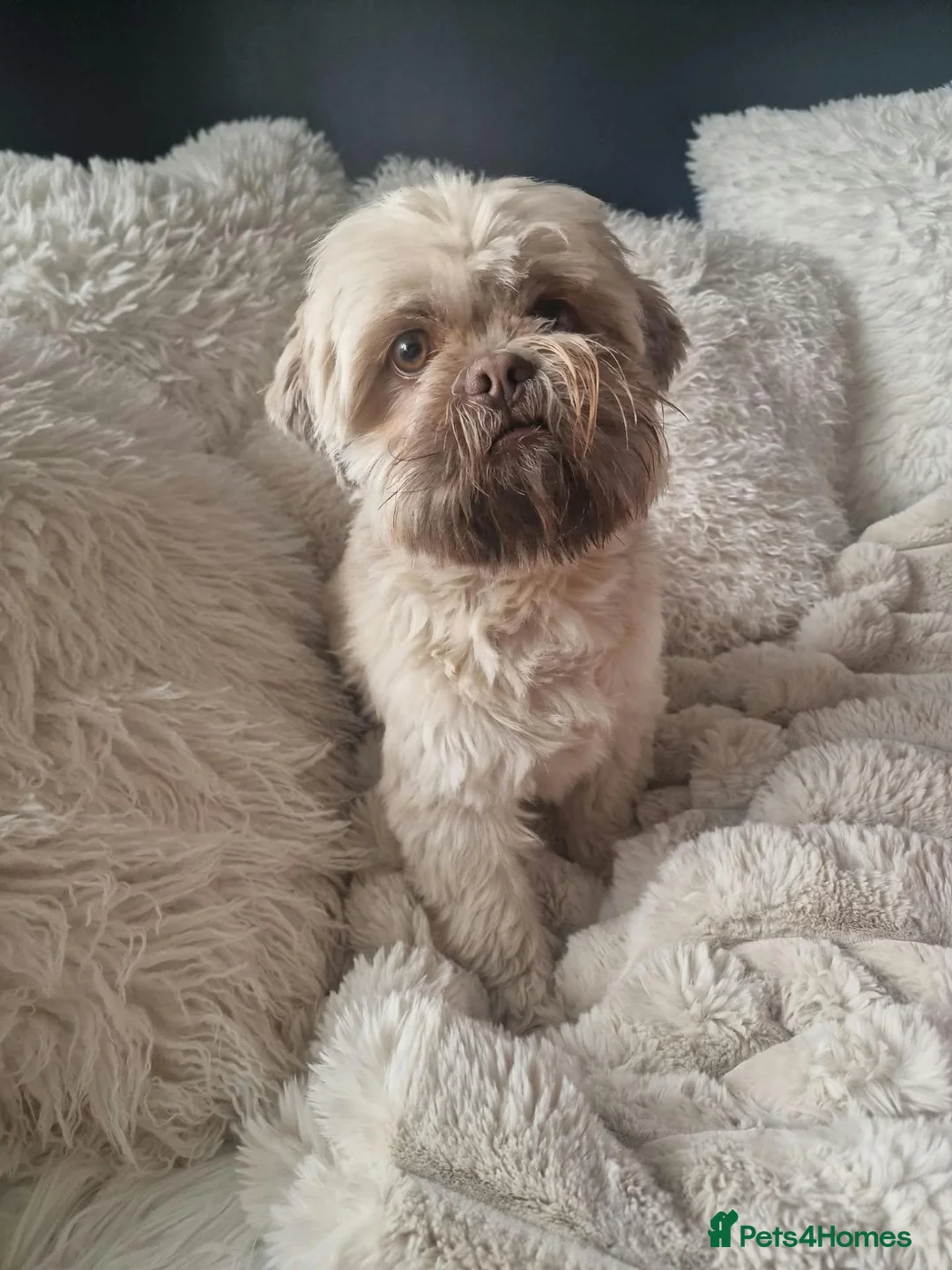 Shih Tzu dogs for stud: Beautyful Shih Tzu for Stud - Advert 1