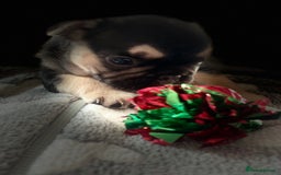 French Bulldog dogs for sale: Gorgeous French bulldog puppies 1 m & 1 f - Image 8