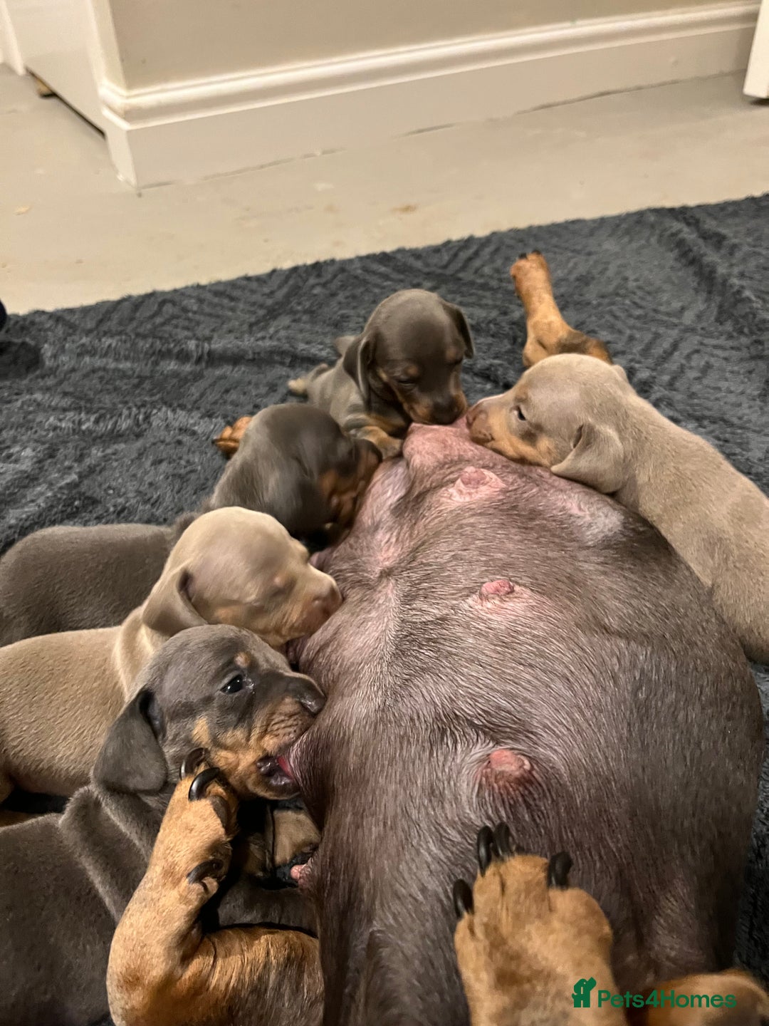 Dachshund dogs for sale: Stunning Dachshunds Viewing from 12 December  - Advert 16