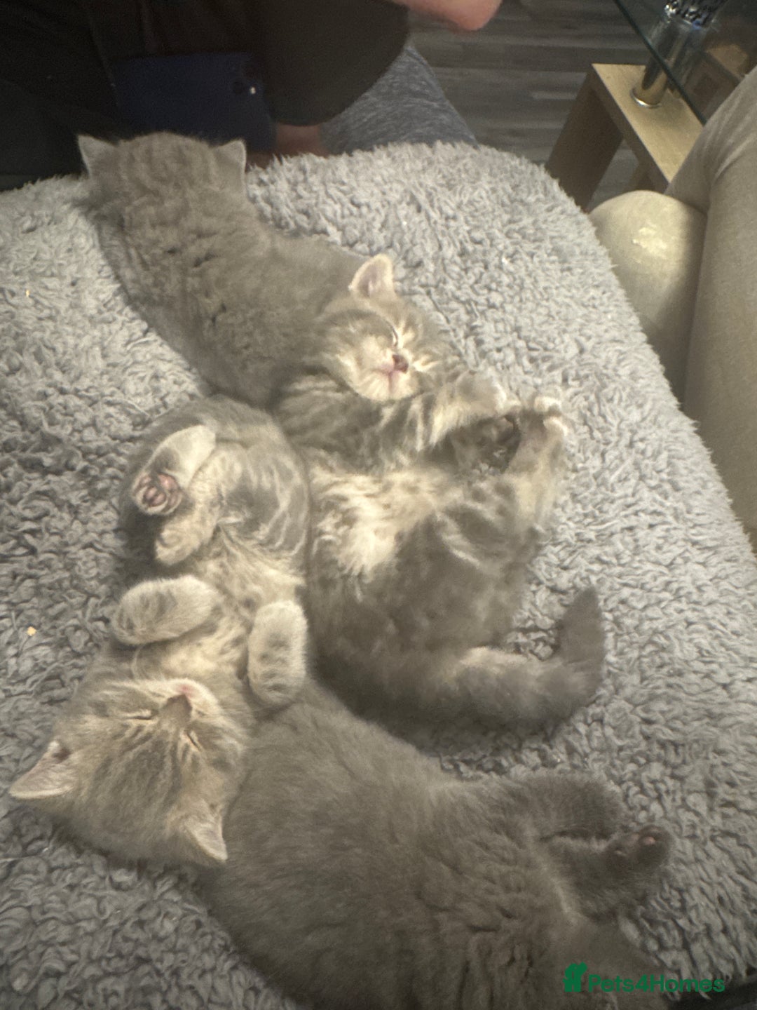 British Shorthair cats for sale: 👉 British Shorthair Kittens – Ready 14 Feb - Advert 12