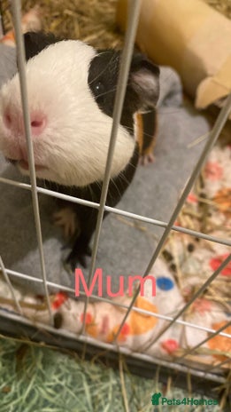 Guinea Pig rodents - Advert 12