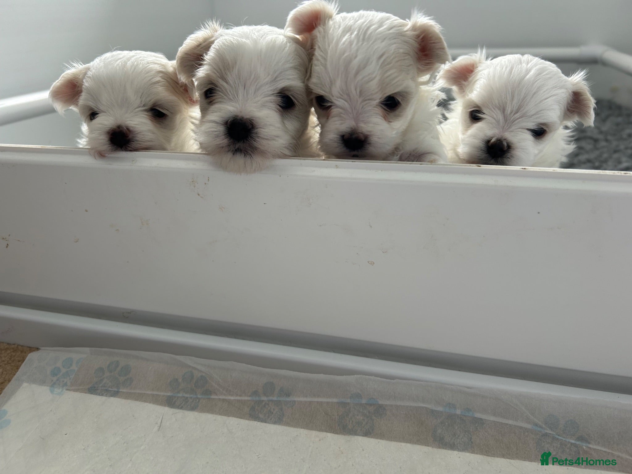 Maltese dogs Exceptional KC reg small Maltese  - Advert 2