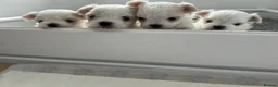 Maltese dogs for sale: Exceptional KC reg small Maltese  - Advert 2