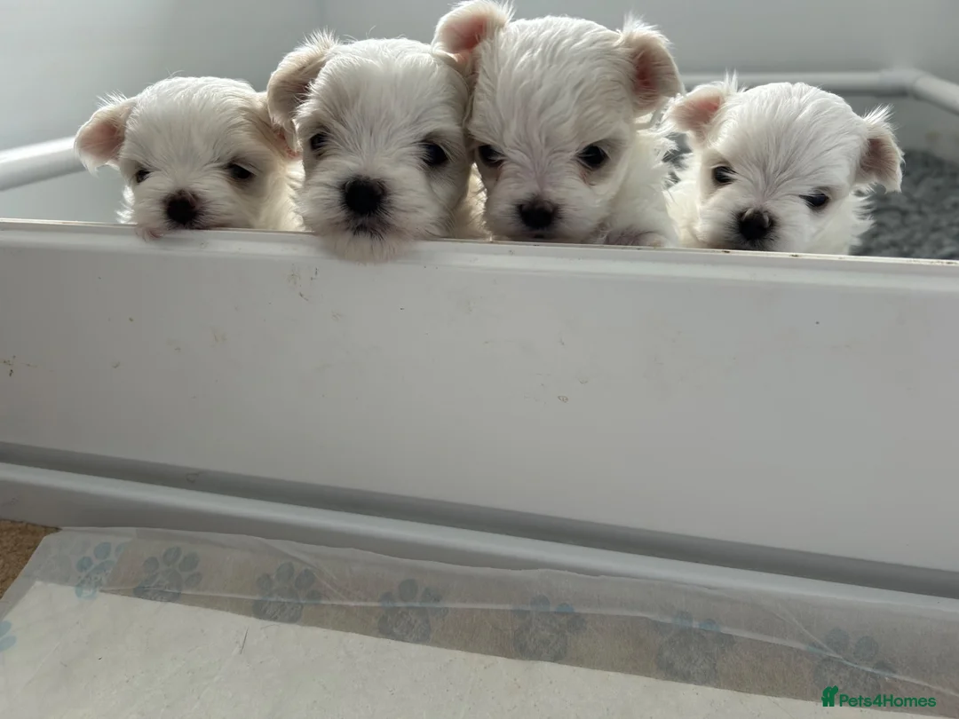 Maltese dogs for sale: Exceptional KC reg small Maltese  - Advert 2
