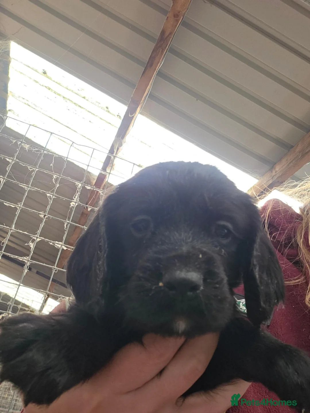 Cocker Spaniel dogs for sale: K.c registered Cocker spaniel puppies  - Advert 5