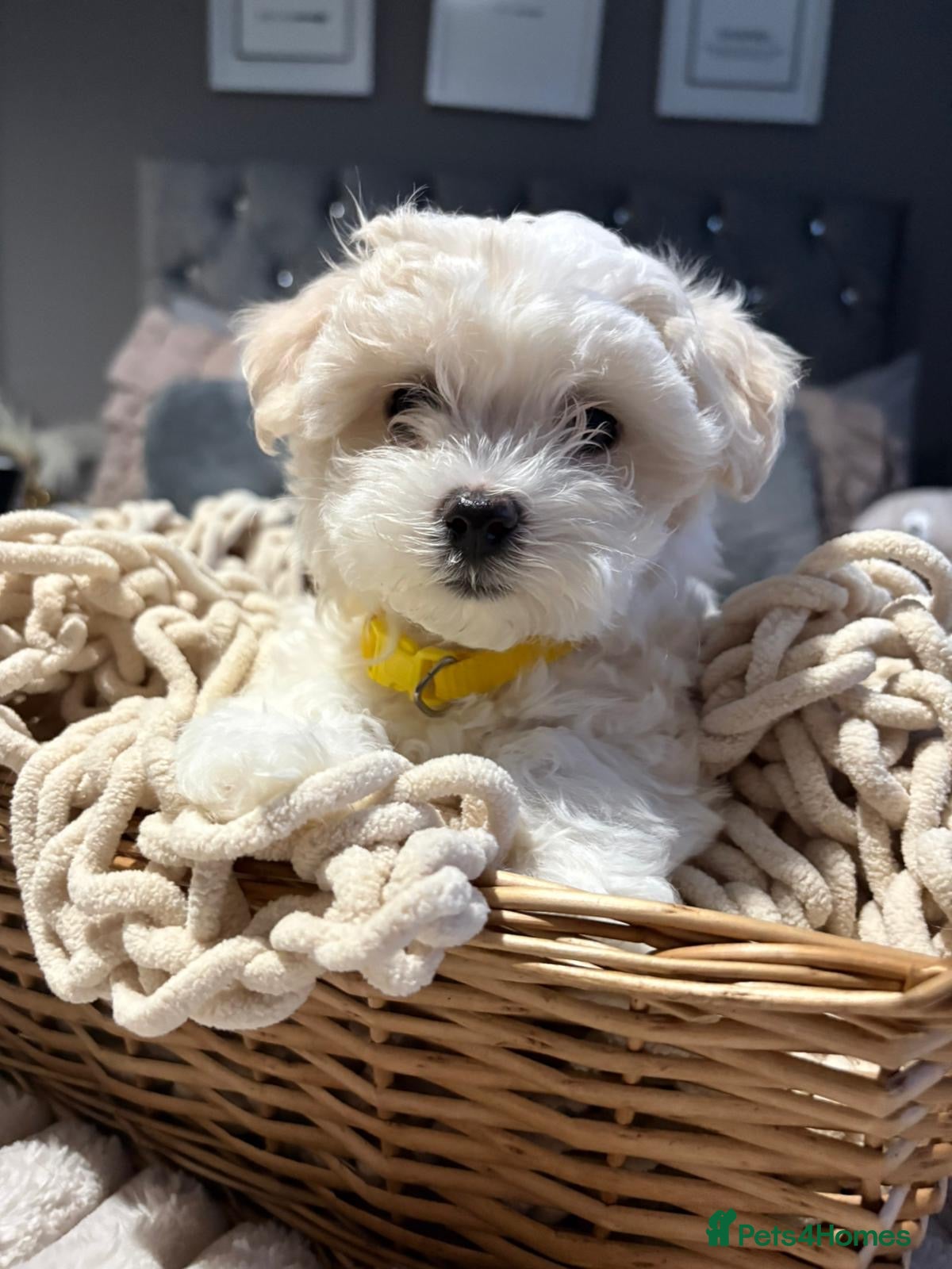 Maltese dogs 🩷 Microchipped & vaccinated Gorgeous Maltese 🩷 - Advert 8