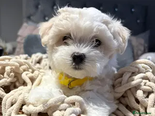 Maltese dogs 🩷 Microchipped & vaccinated Gorgeous Maltese 🩷 - Advert 8