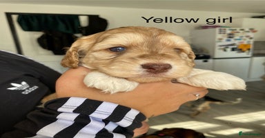 Cockapoo dogs - Advert 4