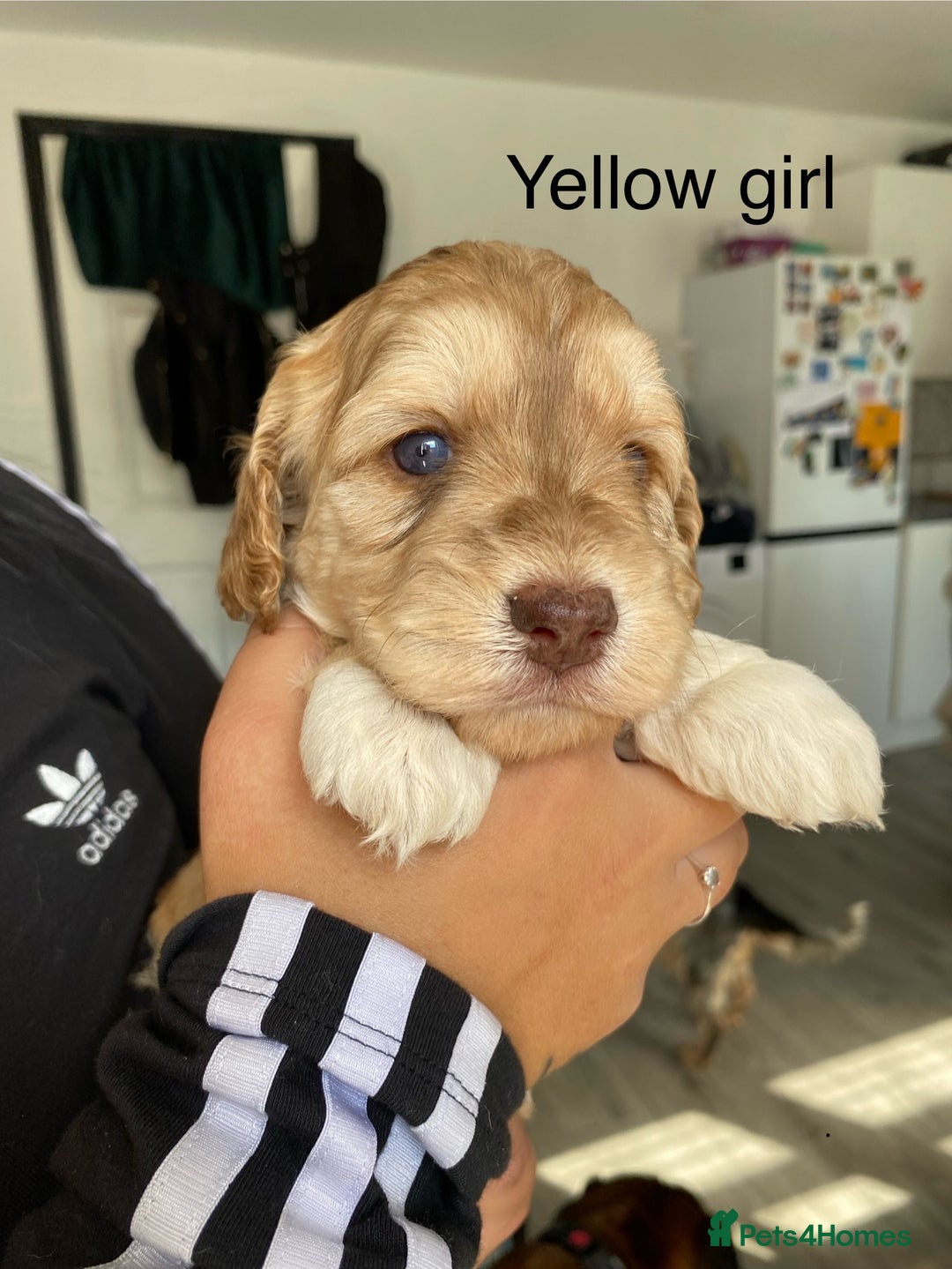 Cockapoo dogs for sale: Beautiful 5⭐️ F1 Cockapoos! - Image 6
