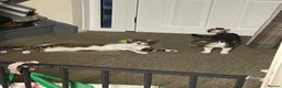 Domestic Shorthair cats for sale: Male kitten  - Advert 6