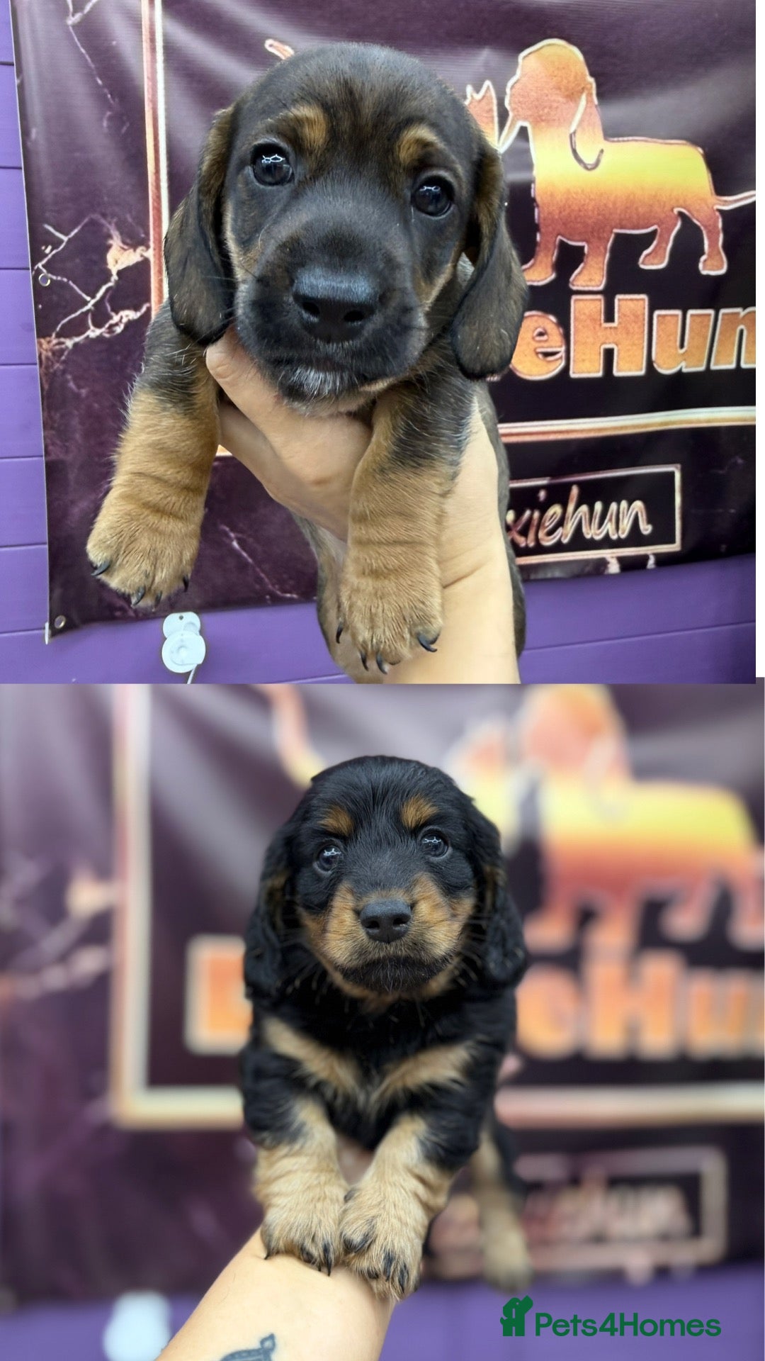 Dachshund dogs The Outstanding Boy Band is here-2available💙🐶💚 - Advert 2