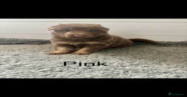 German Shepherd dogs - Advert 5