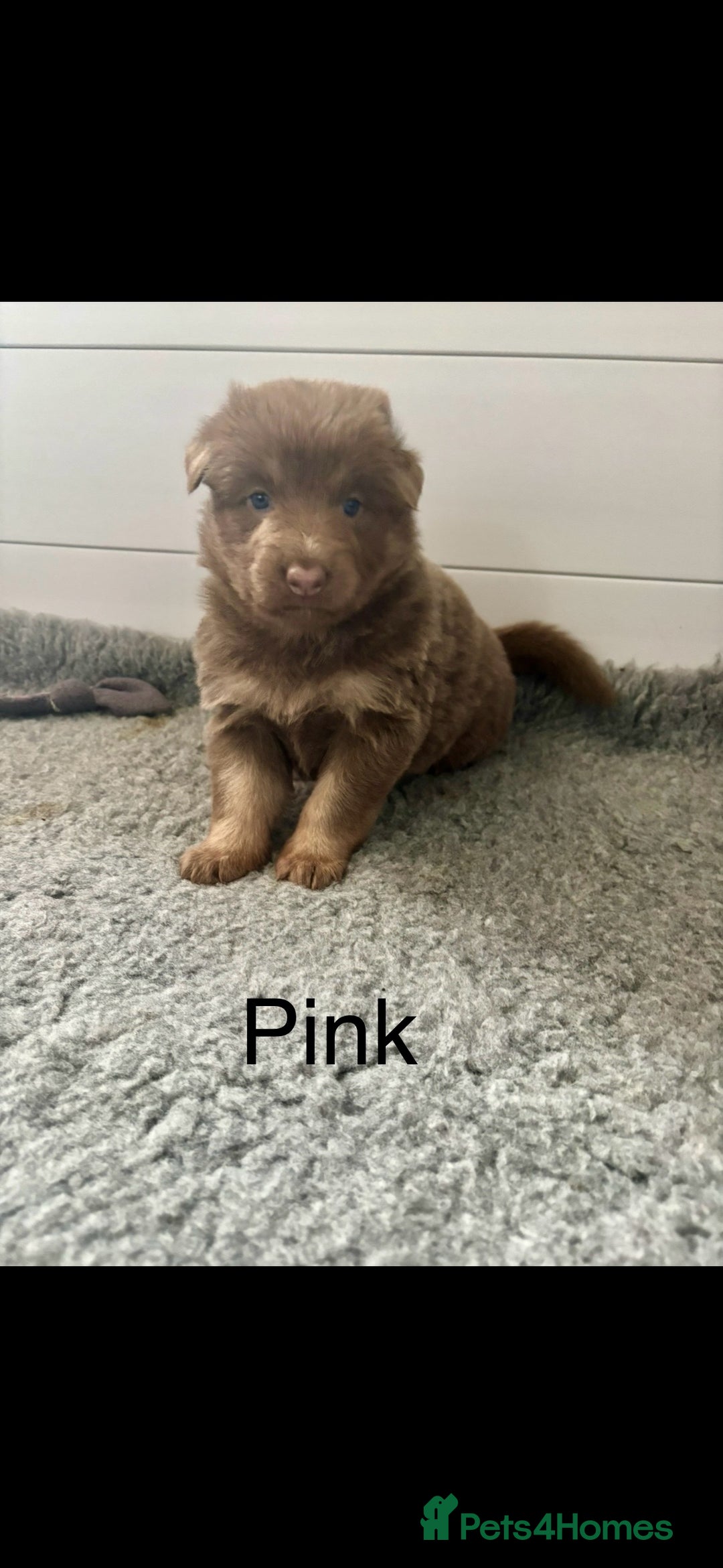 German Shepherd dogs for sale: Kc registered DNA Health tested gsd puppies - Image 2