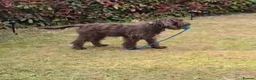 Sproodle dogs for sale: Looking for Rudis forever home  - Advert 11