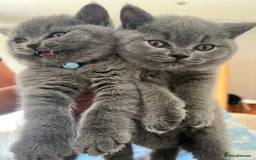 British Shorthair cats for sale: London: GCCF Pedigree British Blue Shorthair Girls - Image 2