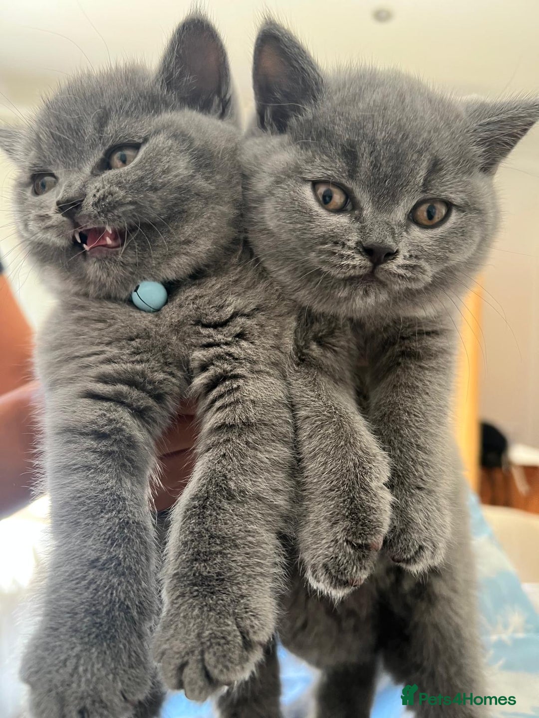 British Shorthair cats for sale: London: GCCF Pedigree British Blue Shorthair Girls - Image 2