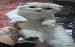 Scottish Fold cats for sale: Chunky fold girl - Image 3