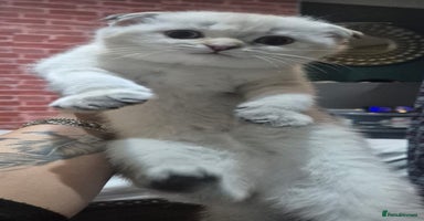 Scottish Fold cats - Advert 16