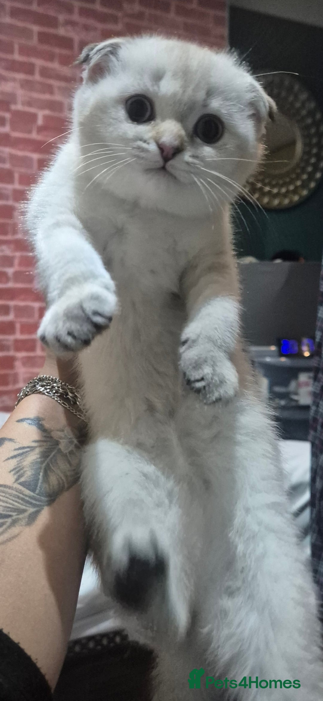 Scottish Fold cats for sale: Chunky fold girl - Image 3