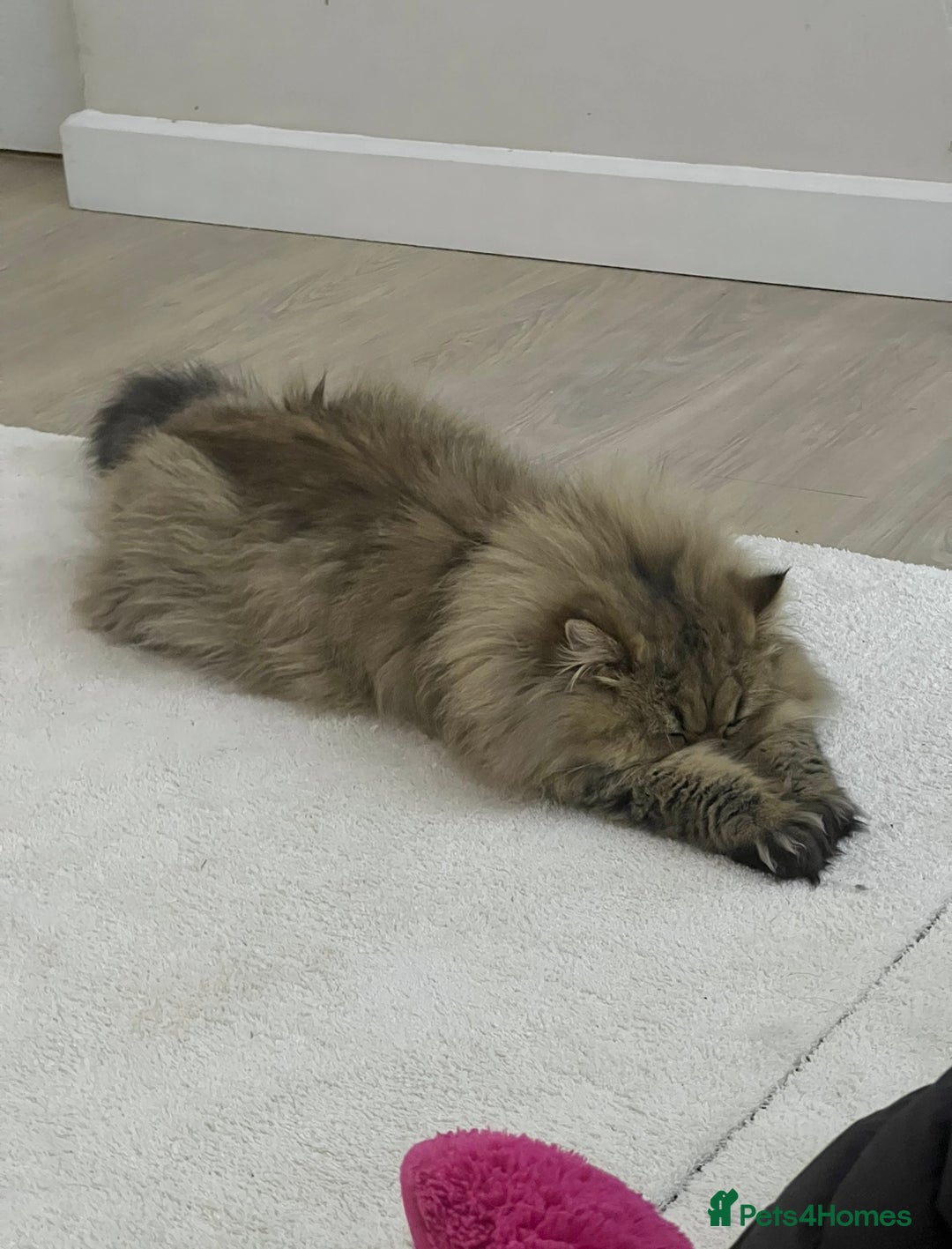 Persian cats for sale: GOLDEN PERSIAN BOY💎Looking for new home  - Image 6